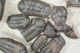 Austerops Trilobite Mortality Plate From Jorf - Individuals! #46314-2
